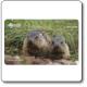  Magnete marmotte - Parco Nazionale Dolomiti Bellunesi 
