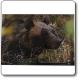  Poster fotografico Orso bruno marsicano - Parco Nazionale della Majella 