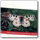  Cartolina Parnassius apollo - Parco Nazionale del Gran Sasso e Monti della Laga 