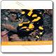  Cartolina Salamandra pezzata appenninica - Parco Nazionale del Gran Sasso e Monti della Laga 