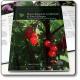  I libri del Parco - 3<br>Piante alimentari ed officinali di Forni di Sopra nel Parco Naturale delle Dolimiti Friulane 
