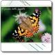  Cartolina del Parco dell'Aveto - Il Giardino delle farfalle "Vanessa del cardo" 