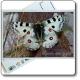  Cartolina del Parco dell'Aveto - Il Giardino delle farfalle "Apollo" 
