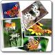  Cartoline del Parco dell'Aveto - "Il Giardino delle farfalle" serie completa 