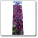 Segnalibro Orchidea (Pan di cuculo) - Parco Monti Simbruini 